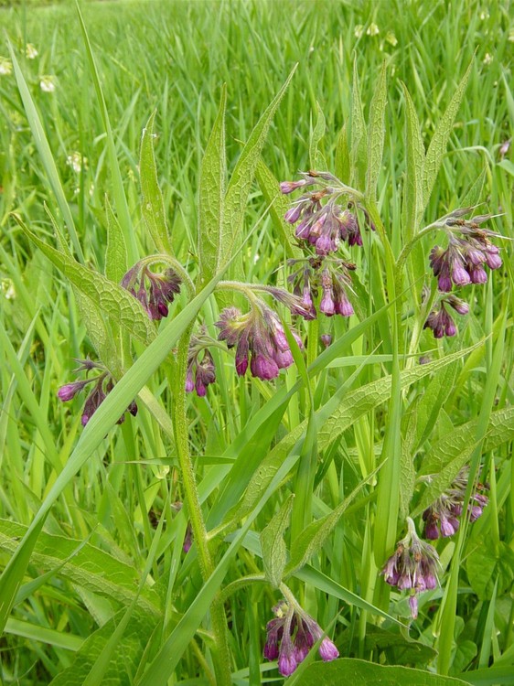 Symphytum officinale